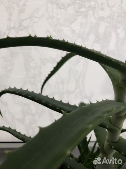 Цветок алоэ