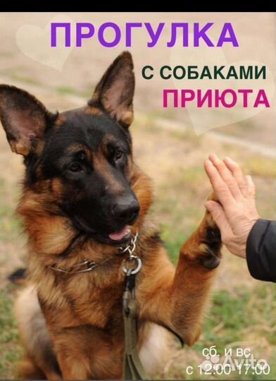 Прогулки с питомцами приюта