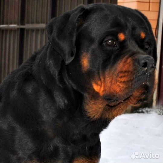 Щенки ротвейлера
