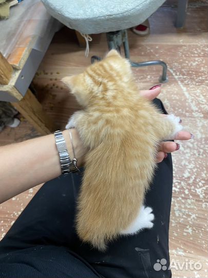 Котёнок пушистик