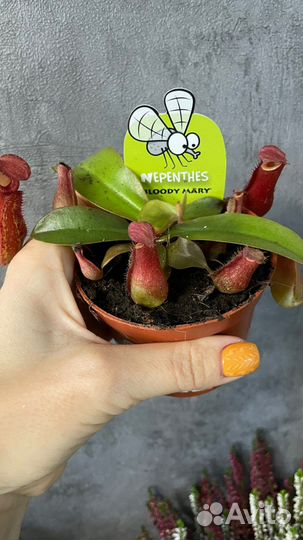 Дионея, непентес, растения хищники