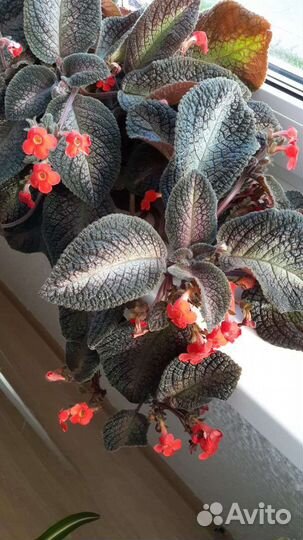 Комнатные цветы