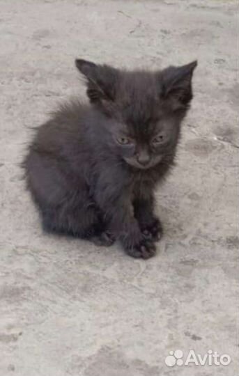 Кошка в дар