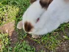 Колифорнийский кролик объявление продам