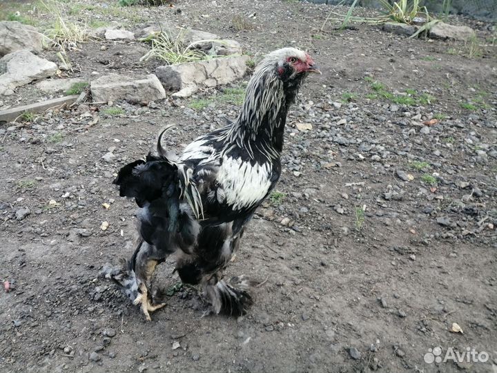 Петух брама