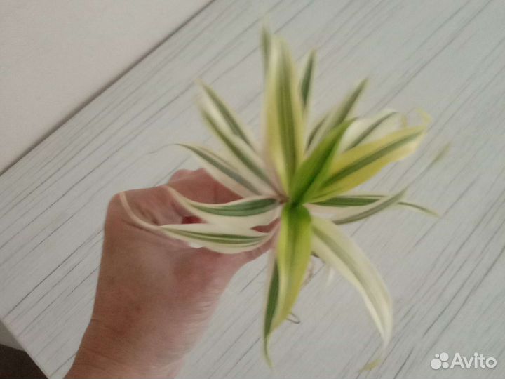 Драцена песня индии