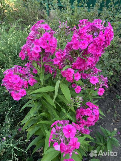 Цветы многолетки