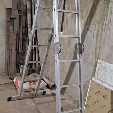 Азавак, взрослый пёс