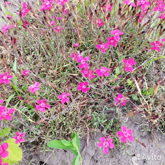 Рассада цветов