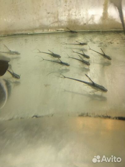 Стурисома панамская