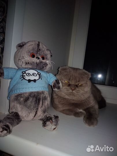 Отдам кота в добрые руки