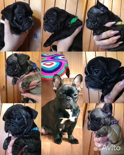 Французский бульдог щенки