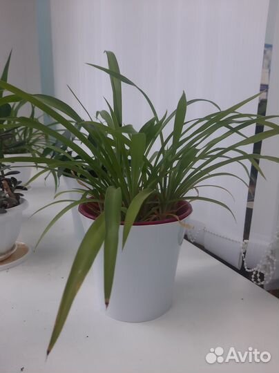 Хлорофитум в горшке