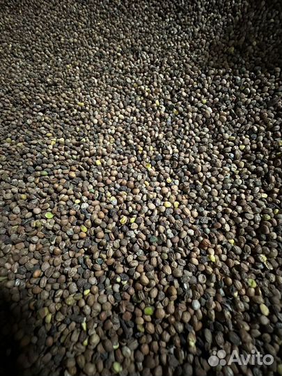 Редька масличная