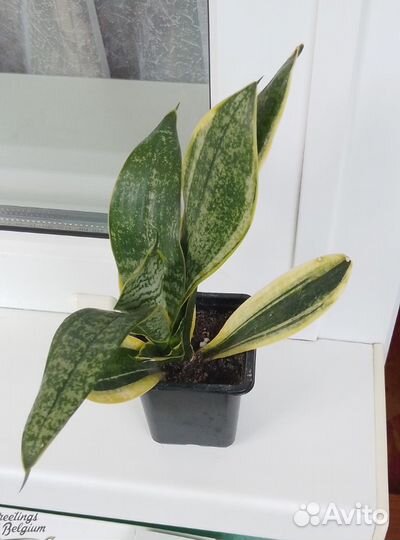 Сансевиерия