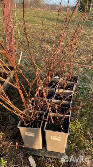Жимолость саженцы
