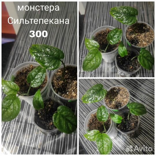 Комнатные цветы