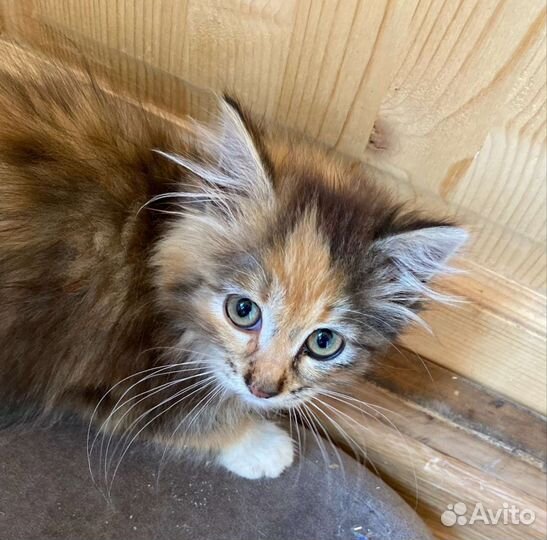 Котенок девочка, красотка и трусишка, в дар