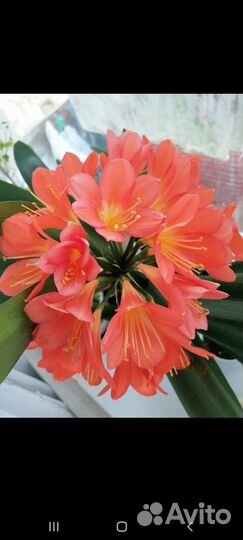 Комнатные цветы кливия