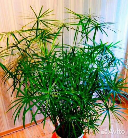 Циперус (Папирус)