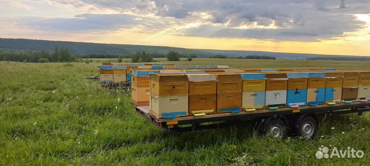 Опыление пчелами на 2024 год