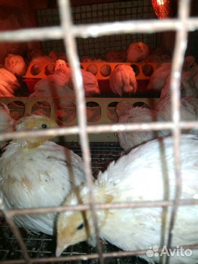 Подрощенный перепел