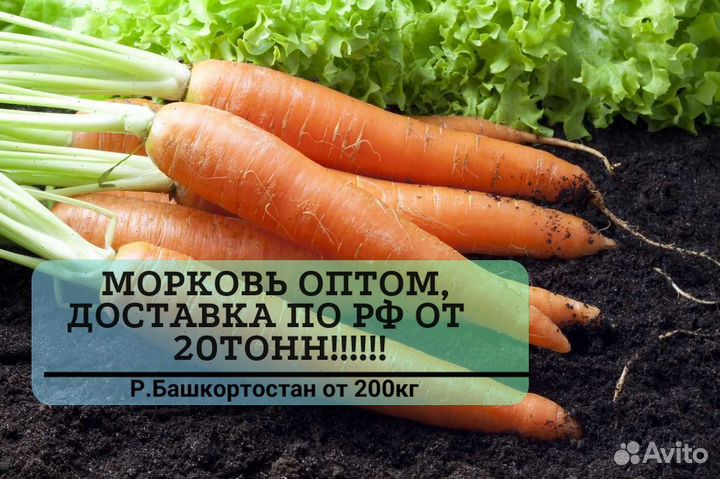 Морковь оптом с доставкой от 20тонн
