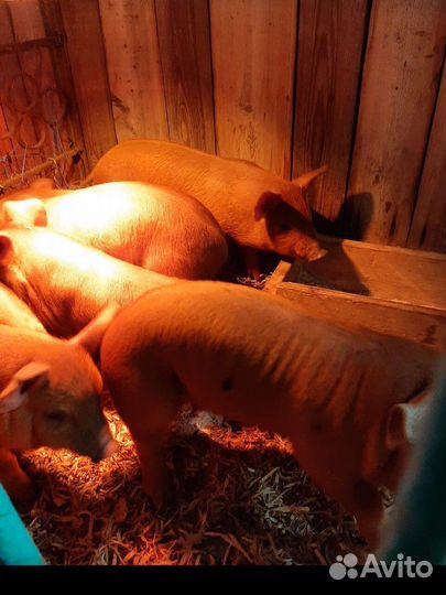 Поросенок ландрас/дюрок