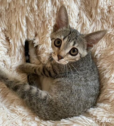 Спасите Симбу