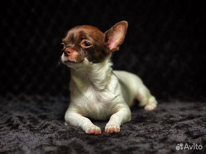 Чихуахуа щенок девочка