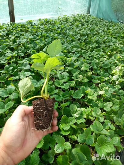 Кассетная рассада клубники сорта Альба