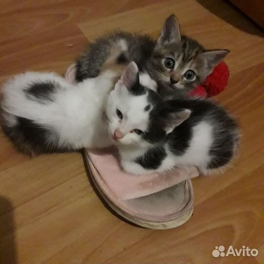 Котята в добрые руки даром