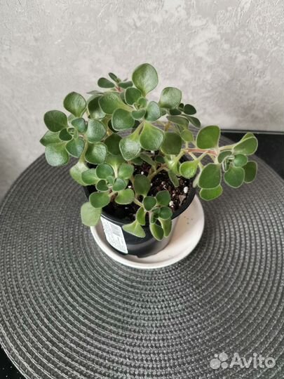 Аихризон (дерево любви)