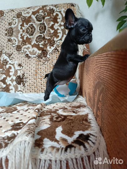 Французские девочки