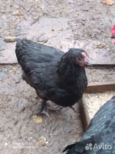 Куры молодки