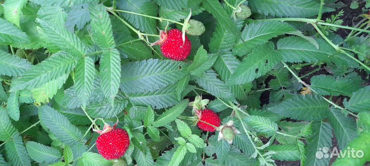 Тибетская малина (Розалин, клубника-малина)