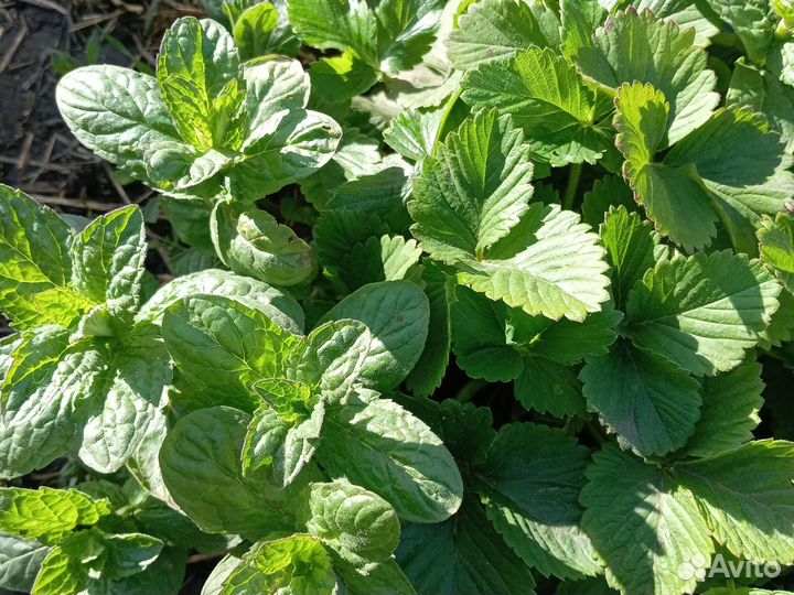 Чеснок на посадку, мелисса, мята