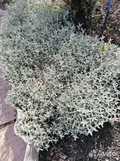 Барвинок сирен, жимолость блестящая, многолетники