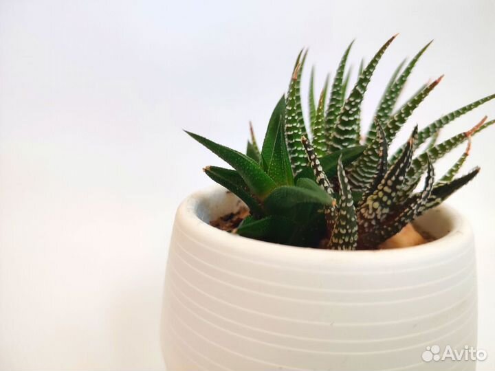 Флорариум суккуленты