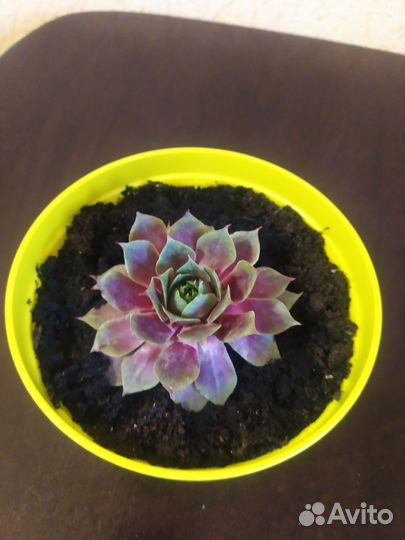 Молодило - каменная роза