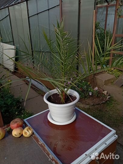 Финиковая пальма