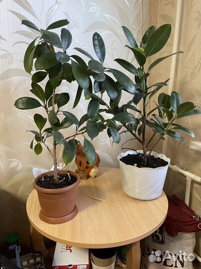 Два фикуса