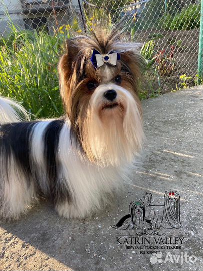 Бивер вязка