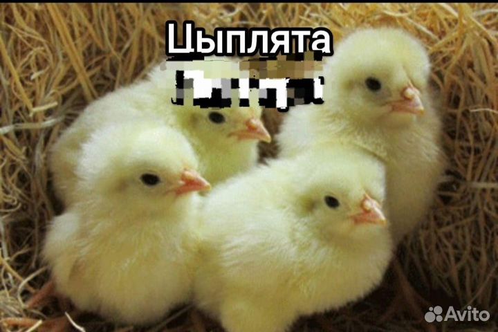 Цыплята суточные