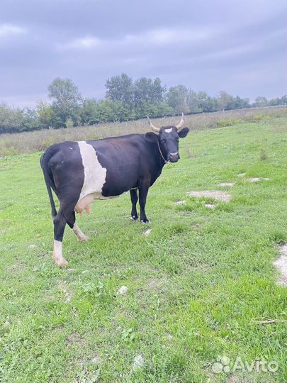 Корова дойная