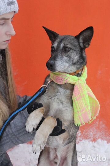 Небольшой пёсик ищет семью