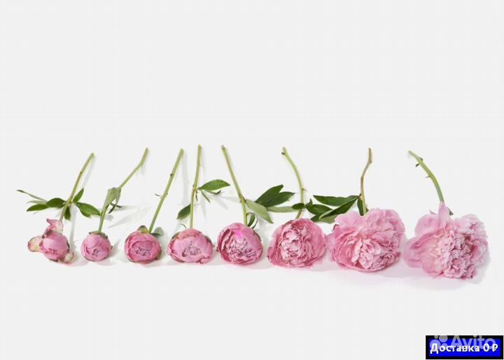 Бесплатная доставка букетов с пионами