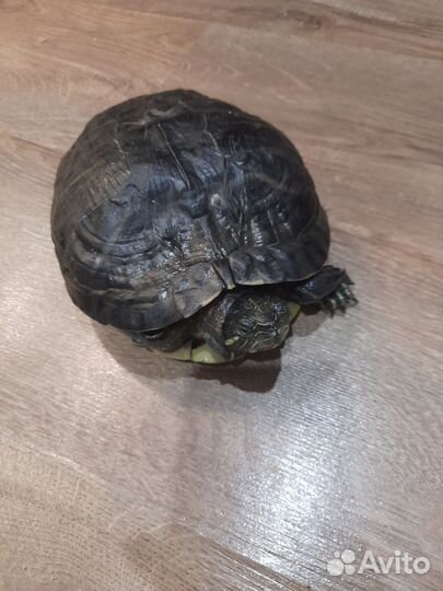 Черепаха водная