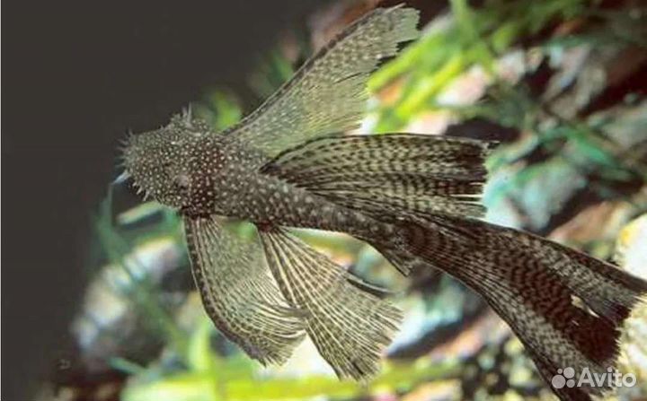 Аквариумные рыбки