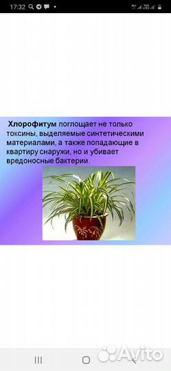 Цветы хлорофитум